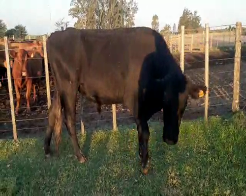 Lote Toros ANGUS a remate en Pantalla Camy 600kg - , San José