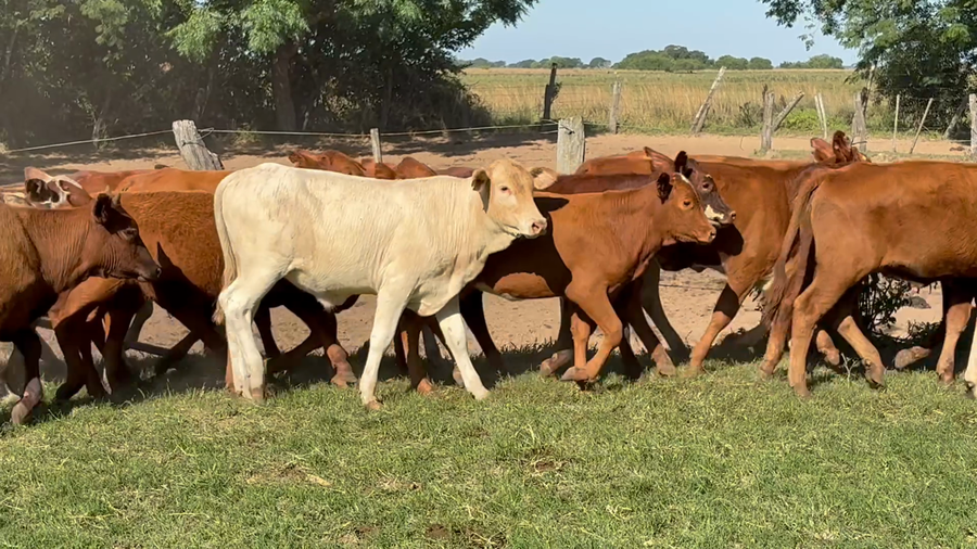 Lote 70 Terneros/as en Corrientes, San Miguel