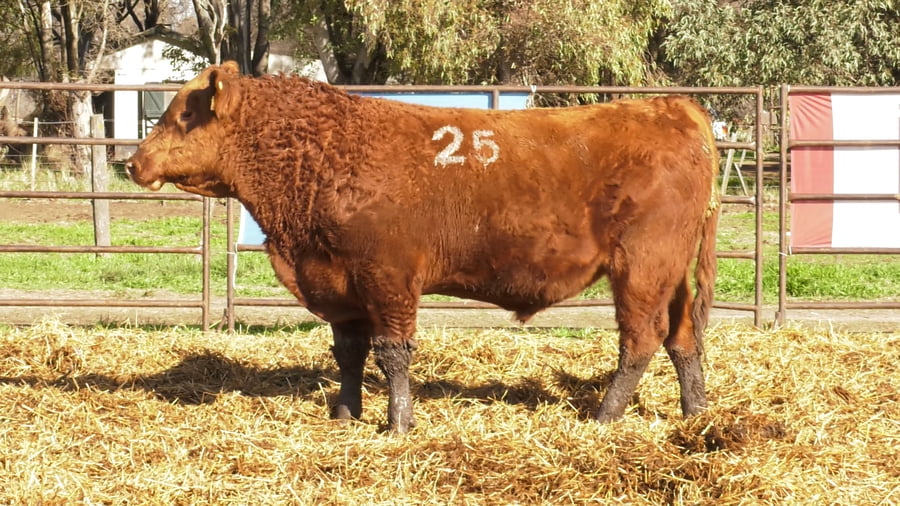Lote TOROS ANGUS COLORADOS PC