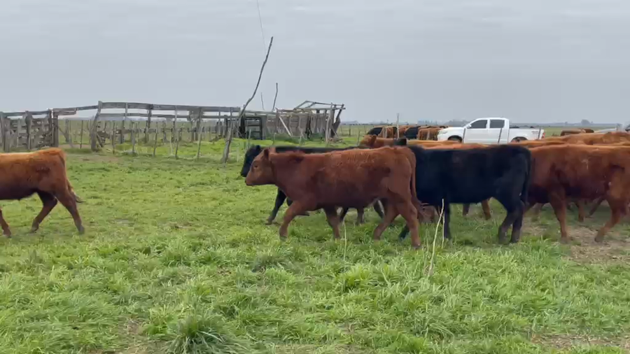 Lote 120 Novillitos