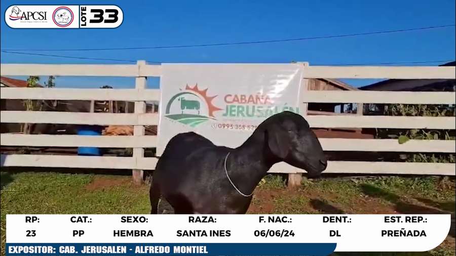 Lote LOTE 33