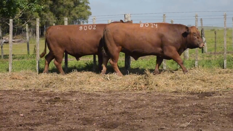 Lote 2 Toros a remate en DON PATRICIO - LIMANGUS, Salto