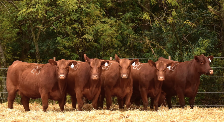 Lote VACAS ANGUS 2° SERV