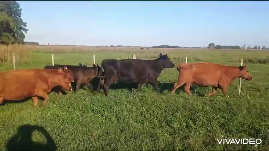 Lote 18 AL CTE NUEVAS Y MEDIO USO Y PREÑADAS