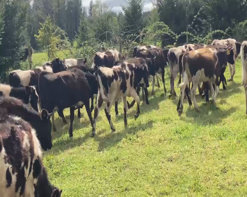 Lote 50 Ternero en Frutillar, X Región Los Lagos