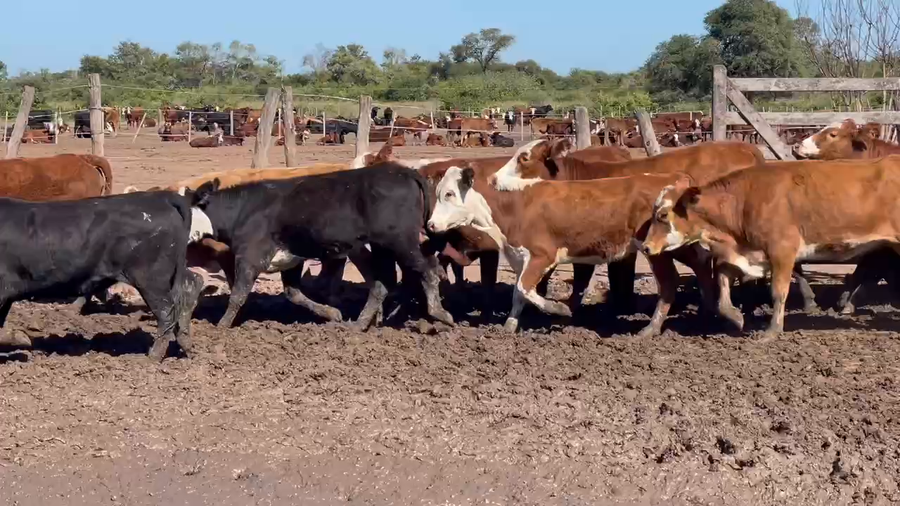 Lote 200 Vaquillonas en Ibarreta, Formosa