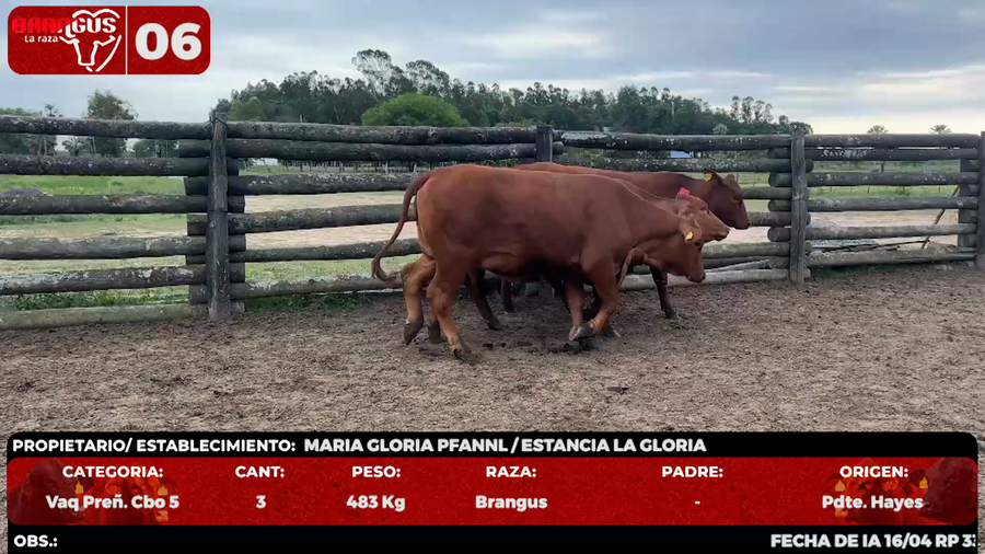 Lote LOTE 6 - EN VIVO