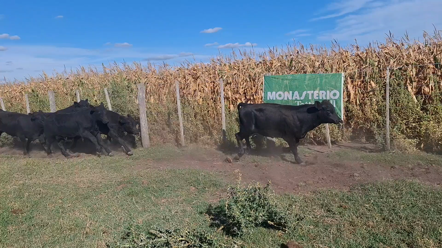 Lote 63 Terneros en Navarro