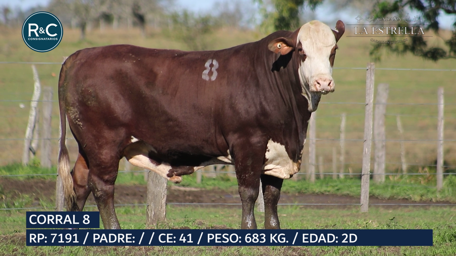 Lote Toro Braford