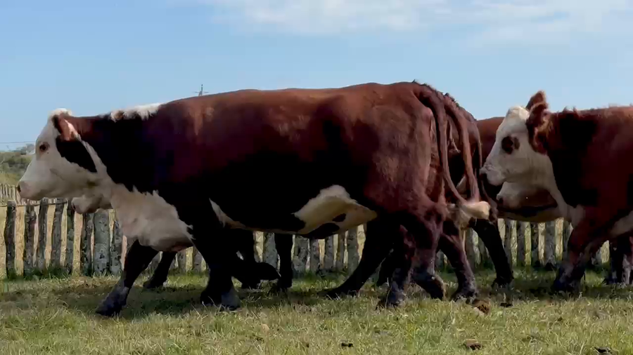 Lote 35 Vientres de Curuzu en Corrientes, Mariano I. Loza