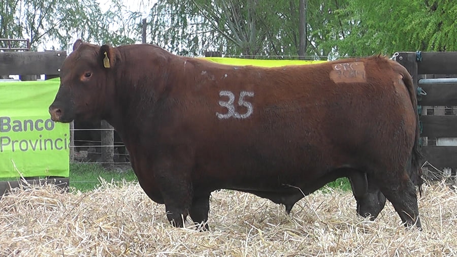 Lote TOROS ANGUS PUROS CONTROLADOS