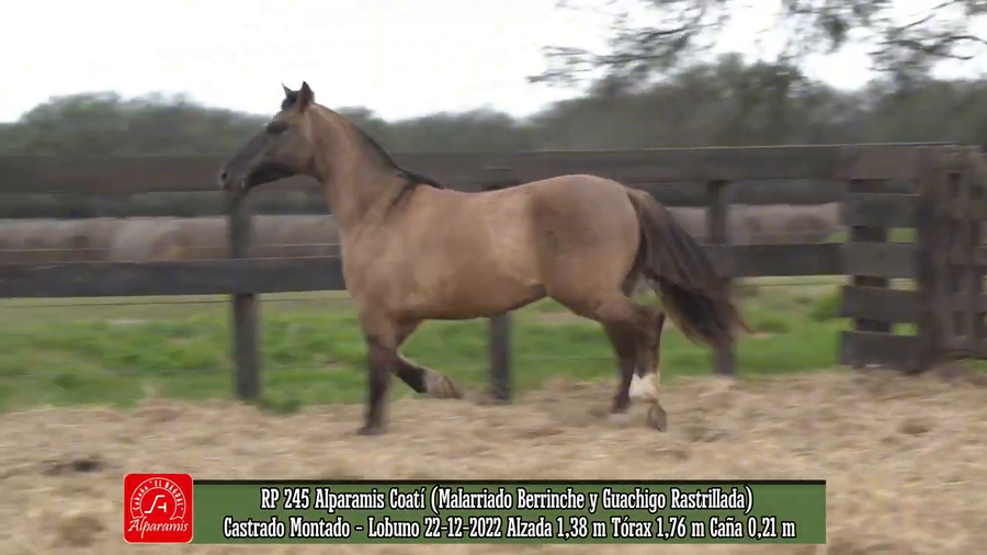Lote Castrado montado de trabajo