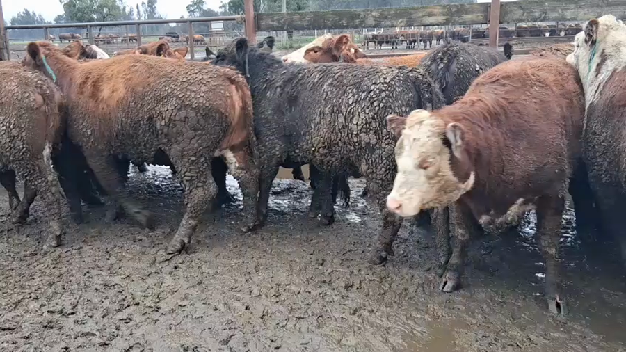 Lote 20 Vaquilla Gorda en Los Ángeles, VIII Región Biobío