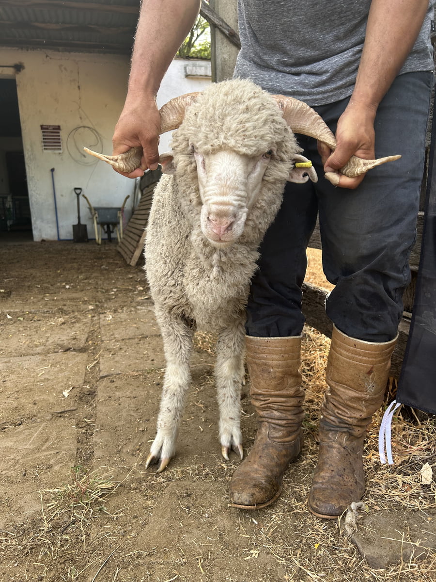 Lote Borrego 2D (MO: Si)