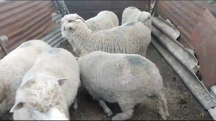 Lote 7 Ovejas a remate en Pantalla Camy 40kg -  en Mundo Azul