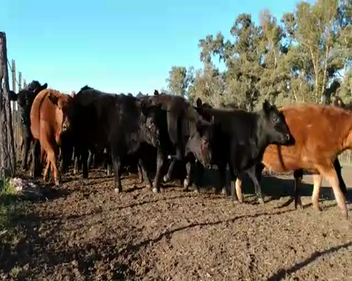 Lote Terneras Angus definidas, aptas para madre, en Las Flores, PBA.-