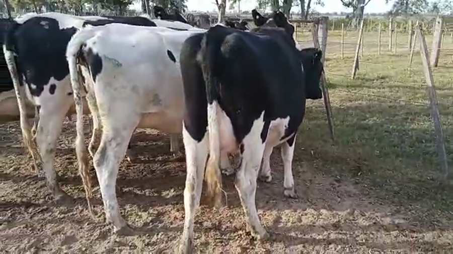 Lote 5 Vaquillonas preñadas Holando Argentino en Morteros, Córdoba