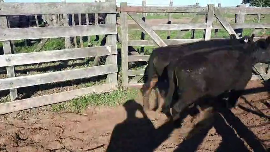 Lote 24 Terneras en Urdampilleta