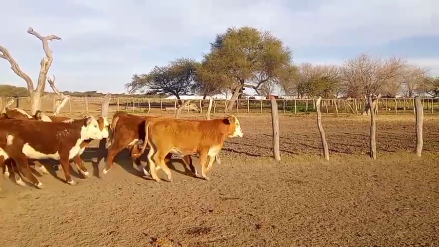 Lote 65 Terneras en Entre Ríos, Bovril