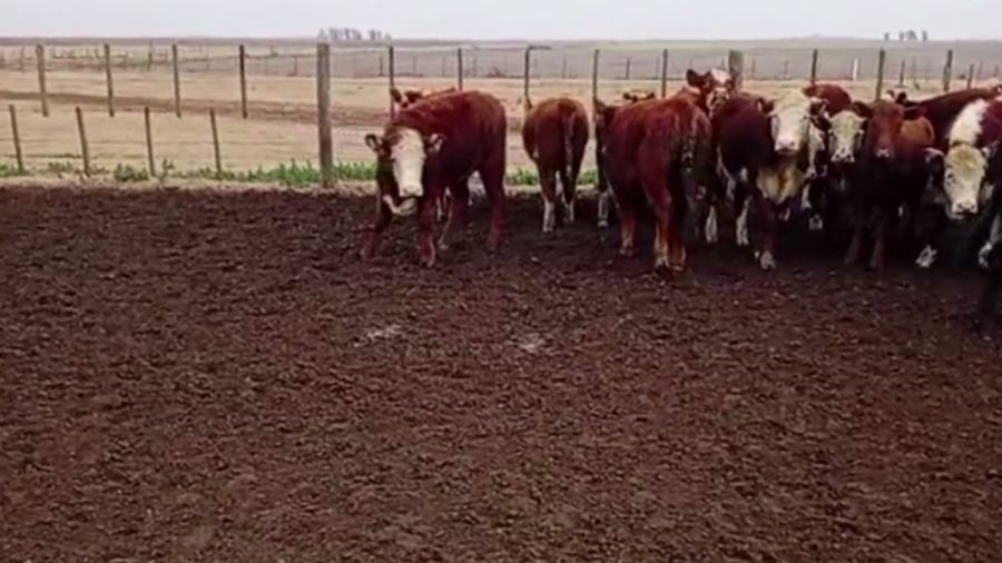 Lote 72 TERNS HEMBRAS, RUFINO, PCIA. DE SANTA FE