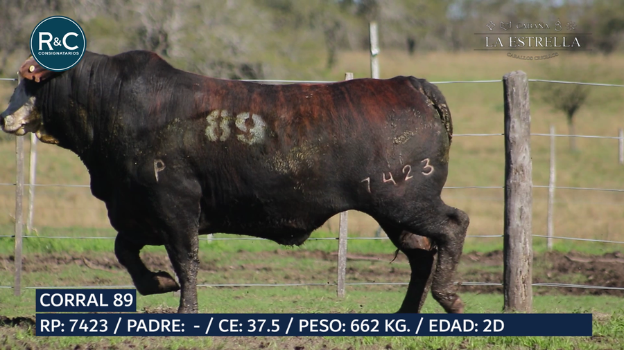 Lote Toro Media sangre