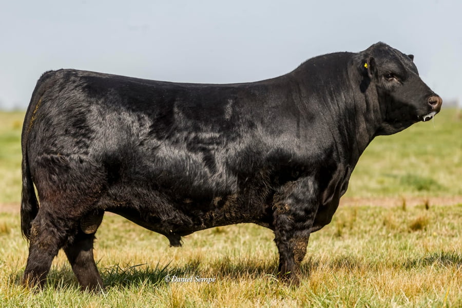 Lote TORO NEGRO PP
