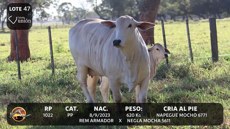 Lote LOTE 47