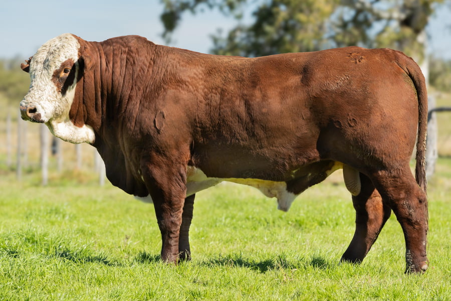 Lote Toros señal 22