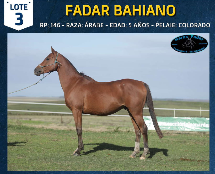 Lote FADAR BAHIANO