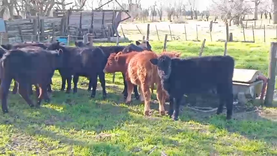 Lote 42 Terneros/as en Buenos Aires, Las Flores