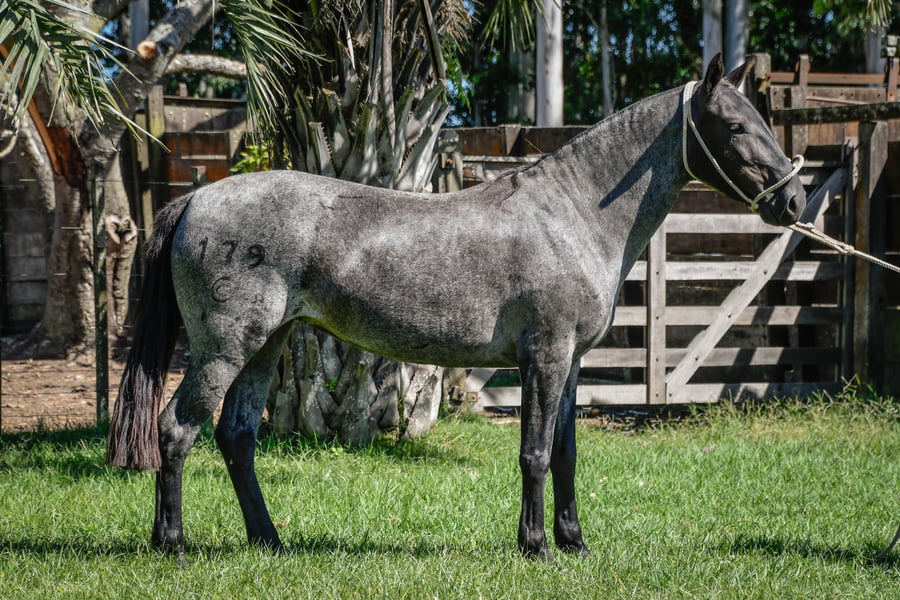Lote ANAHI LA CALAVERA