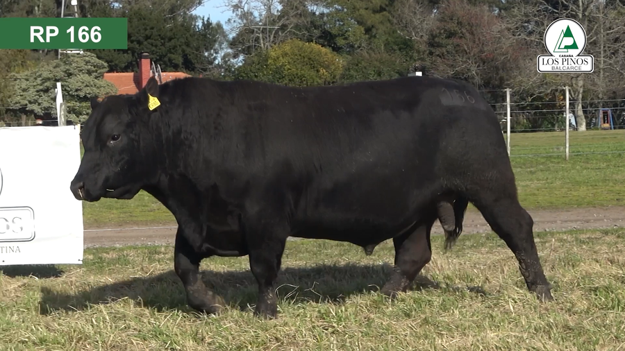 Lote 3 Toros ANGUS a remate en 40º Remate Anual - Cabaña Los Pinos en Balcarce