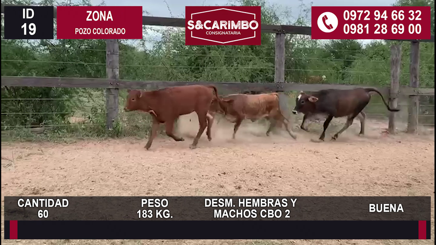 Lote 60 MACHOS Y HEMBRAS CBO 2