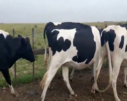 Lote 4 Vaquillonas  HOLANDO 450kg - , San José