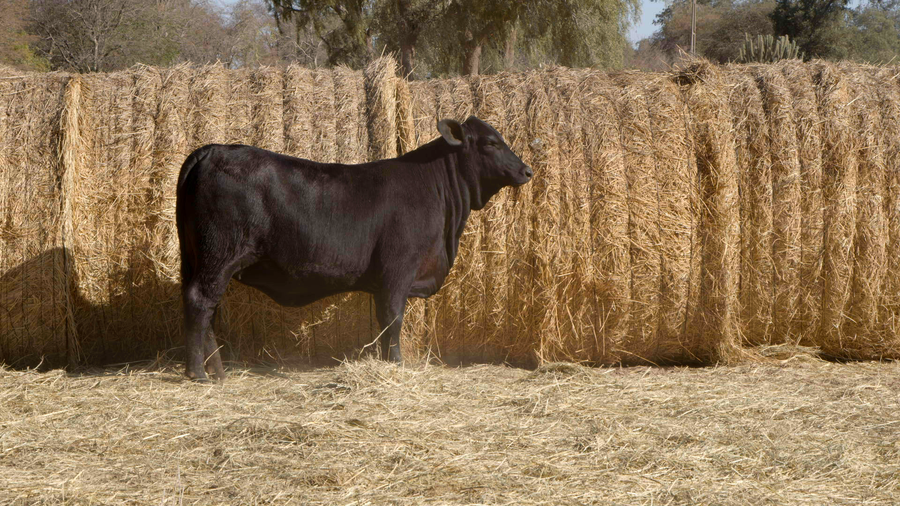 Lote HEMBRAS Remate Nucleo Genbra