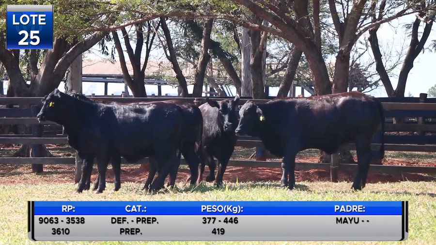 Lote VAQUILLAS BRANGUS PREÑADAS  -LOTE 25