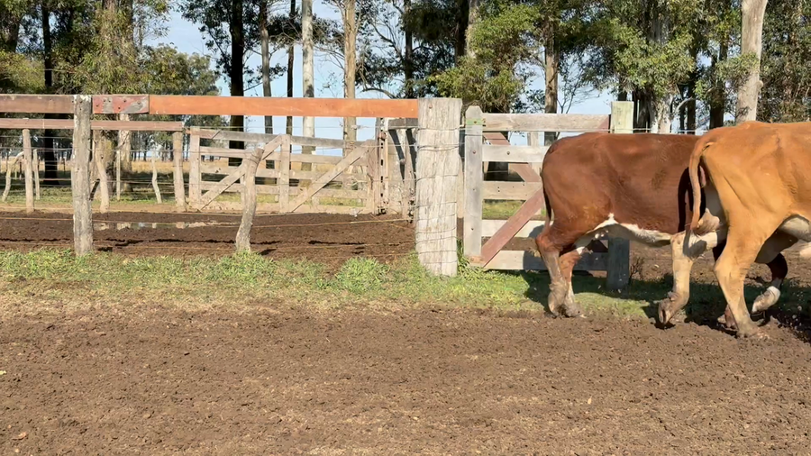 Lote 48 Vacas de invernar en Corrientes, Paso de Los Libres