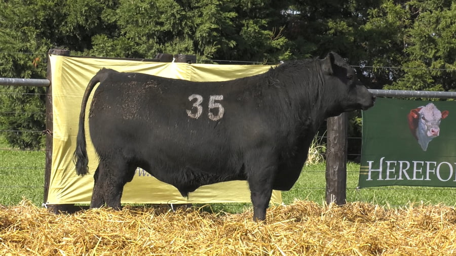 Lote TOROS ANGUS PURO CONTROLADO