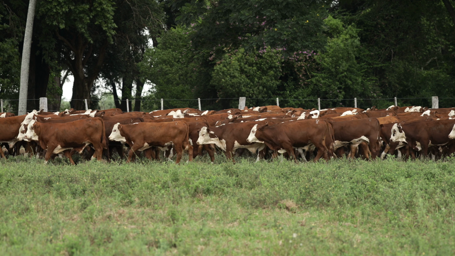 Lote 200 Terneros en Corrientes, Lavalle