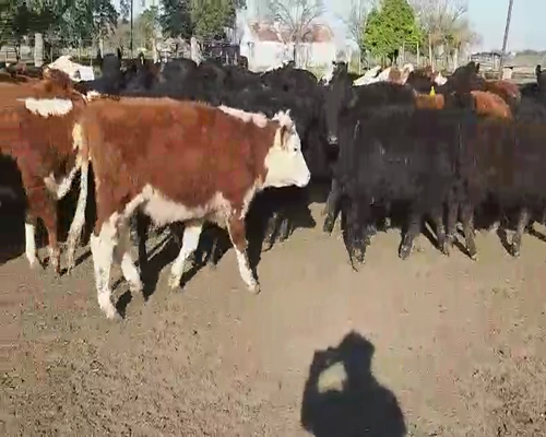 Lote 70 Terneros en Villaguay, Entre Ríos