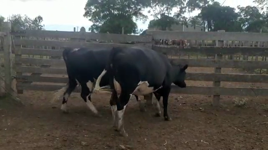 Lote 2 Vaquillonas Holando Proximas