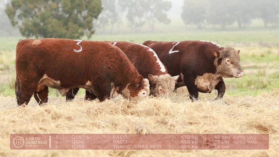 Lote ORDEN 23 TOROS DE LOTES