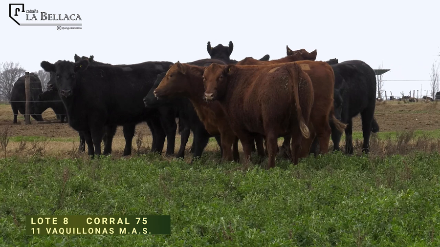 Lote VAQUILLONA M.A.S.