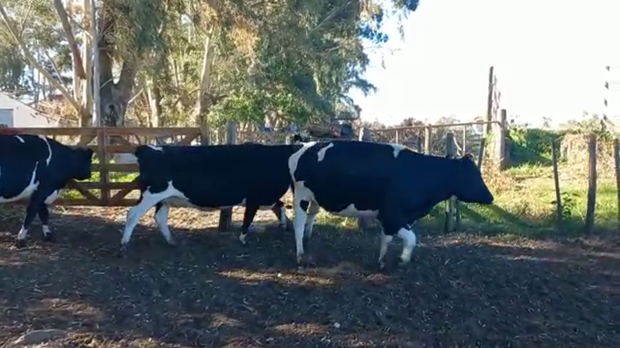 Lote Vacas Secas - El Pangare DE Micheo S.A