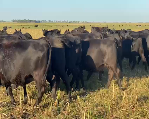 Lote 26 VAQUILLONAS ANGUS PREÑADAS CON CATICHO (PP), REPASO TORO PP COLORADO, SERVICIO 14/6
