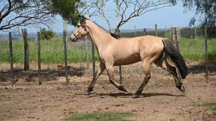Lote EL  GAVILÁN  PORTEÑA