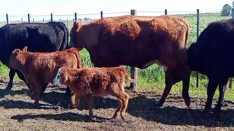 Lote 33 Vacas C/ cria