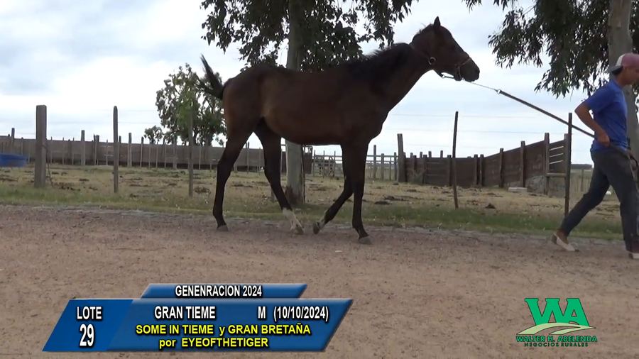 Lote GRAN TIEME