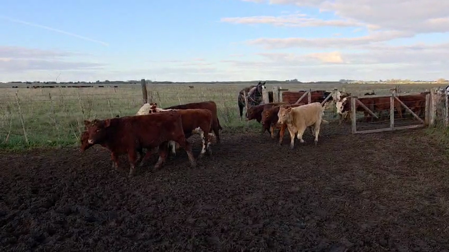 Lote 100 Terneros/as