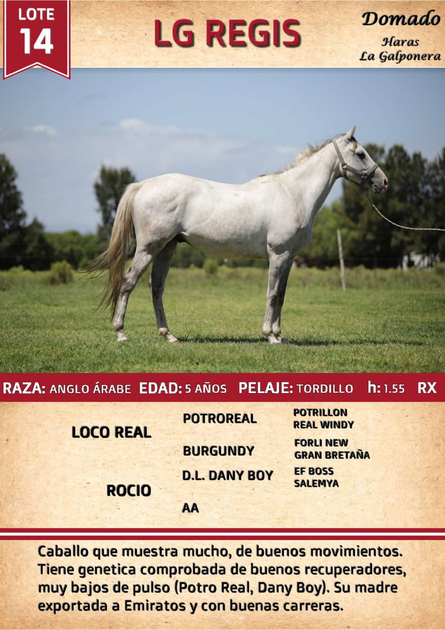 Lote LG REGIS